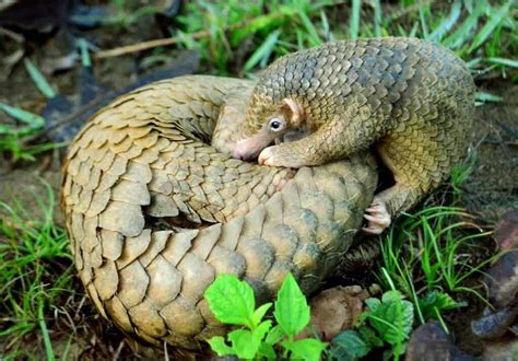 Pangolins are being sold on Facebook -- despite international ban and ...