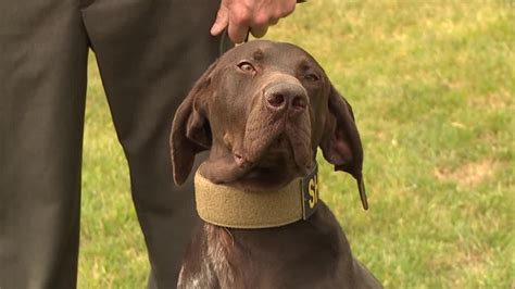 Four-legged deputy joins Trumbull County Sheriff’s team | WKBN.com