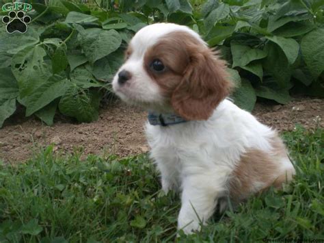 Cavalier King Charles Spaniel Cocker Spaniel Mix › dog pictures