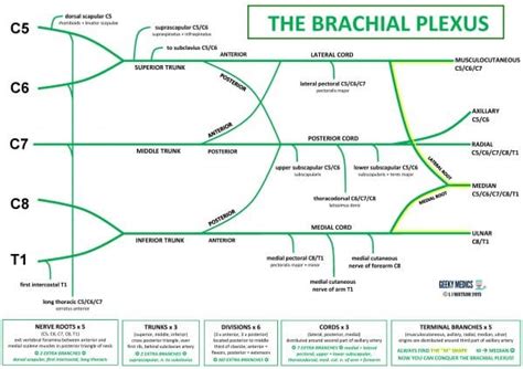 Brachial Plexus | Roots | Trunks | Cords | Geeky Medics