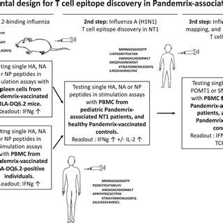 Overall experimental study design for T-cell epitope discovery in ...