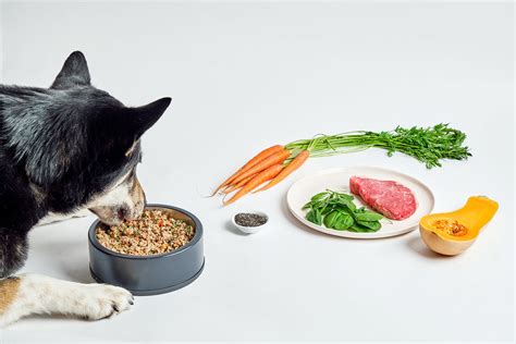 Comparing Dog Food: Fresh vs. Raw vs. Kibble (2023 Guide) – Dog Standards