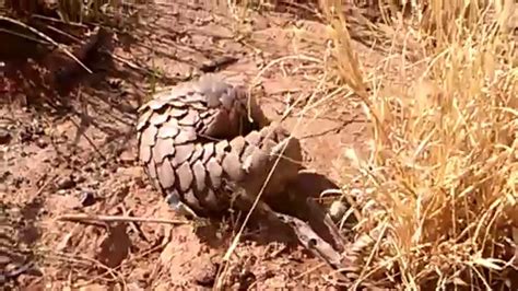 Cute Pangolin Rolling Into a Bush - YouTube