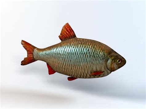 Rudd Fish 3d model 3D Studio,Autodesk FBX,Blender,Object files free ...