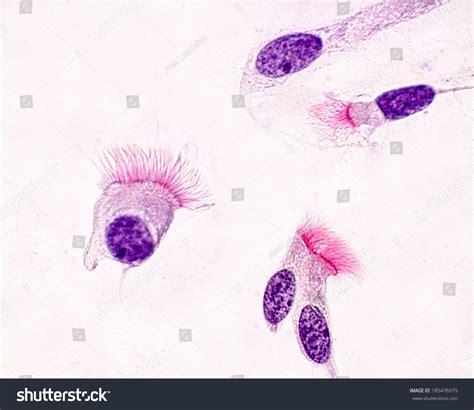 Ciliated Epithelial Cell Microscope