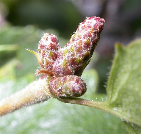 Betula pubescens (Betulaceae) image 16920 at PlantSystematics.org