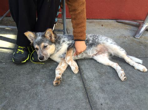 Blue Merle Australian Cattle Dog