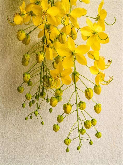 Flowers Of Cassia Fistula Free Stock Photo - Public Domain Pictures