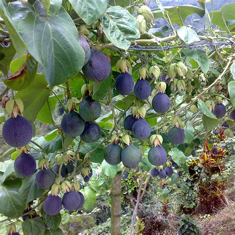 Granadillas: passion fruit but different! - Nature's Pride