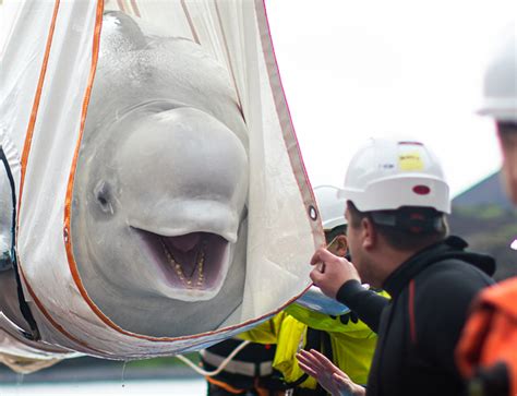 Beluga whale sanctuary | Official SEA LIFE Website