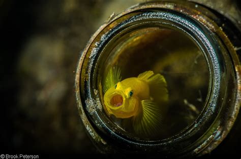 An Introduction to Reef Fish Photography