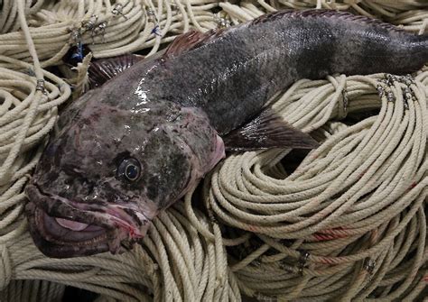 Diving into the Antarctic toothfish gene pool – Australian Antarctic ...