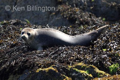 Grey Seal | Focusing on Wildlife