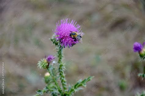 pollination, insects Stock Photo | Adobe Stock