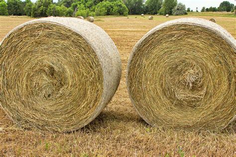 2 Freshly Baled Round Hay Bales Photograph by James BO Insogna