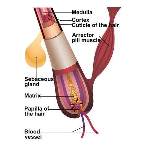 Hair Anatomy: Everything You Need to Know - 2020 Facts