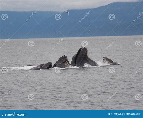 Humpback Whales Bubble Net Fishing Stock Photo - Image of waters ...