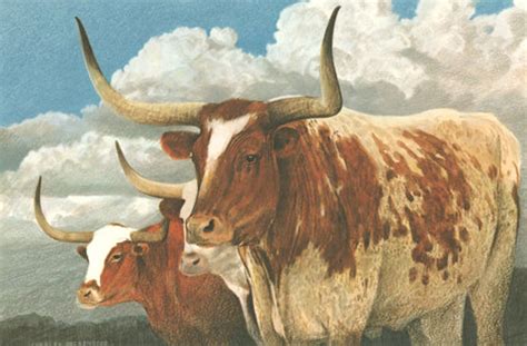 Buy Texas Wildlife Art Prints Online – Charles Beckendorf Gallery