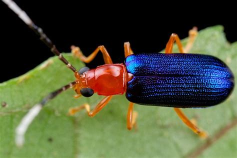 Iridescent blue beetle - a photo on Flickriver