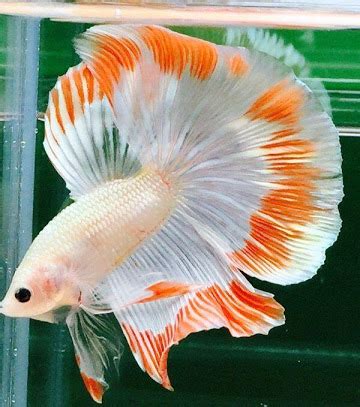 Betta fish care guide : Most Important tips - Aquarium's Care