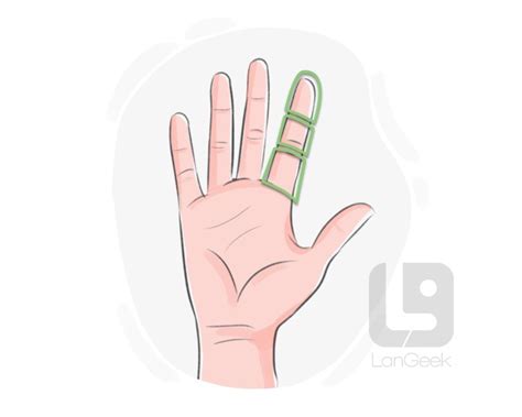 Definition & Meaning of "Knuckle joint" | LanGeek