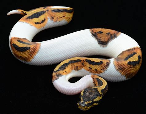 Piebald Ball Python - Gorgeous Genetic Variation