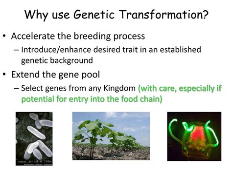 PPT - Plant Genetic Engineering ( Plant Transformation) PowerPoint ...