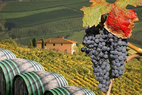 Wine Tour of Italy - Tenon Tours