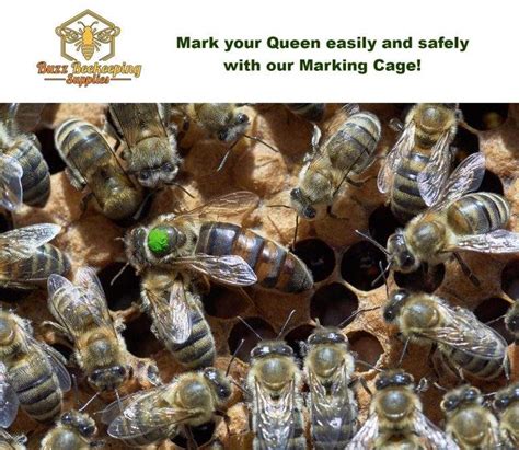 Queen Bee Marking Pens - POSCA Markers - Buzz Beekeeping Supplies