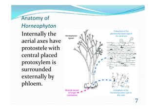 Fossils PTERIDOPHYTES | PPT | Free Download