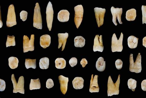 Fossilized Teeth Reveal Humans Were in Asia Long Before Europe | Human teeth, Human migration ...