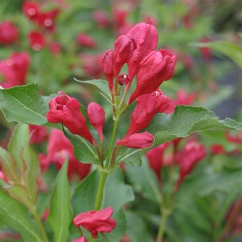 Sonic Bloom® Red - Reblooming Weigela - Weigela florida | Proven Winners