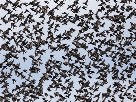 Starling Murmuration: A Complete Guide | Birdfact