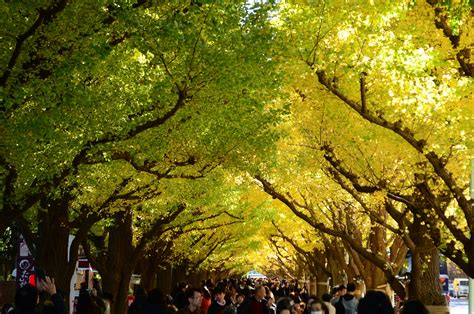 2018 Meiji Jingu Gaien Ginkgo Festival – Japan Travel Guide -JW Web Magazine