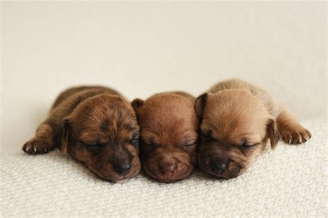 Newborn Puppy Photoshoot for Foster Dogs | Newborn puppies, Puppy photography, Newborn and dog