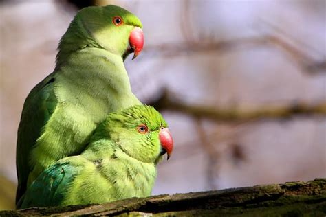 Parakeets - Richmond Park | Airwolfhound | Flickr