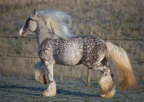 Model Horse Blab | Horses, Beautiful horses, Big horses