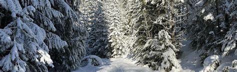 Peter Roulston Trail from Nakusp Hot Springs Campground, British ...