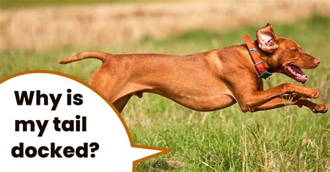 Why Do Vizslas Have Docked Tails? Vizsla Tail Docking Explained | It's A Vizsla