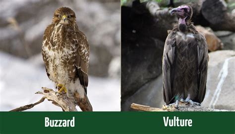 What're the Differences Between Buzzards and Vultures? (With Pictures) - Optics Mag