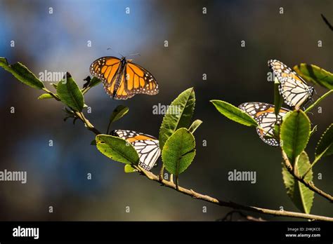 Pacific Grove Monarch Butterfly Sanctuary Stock Photo - Alamy