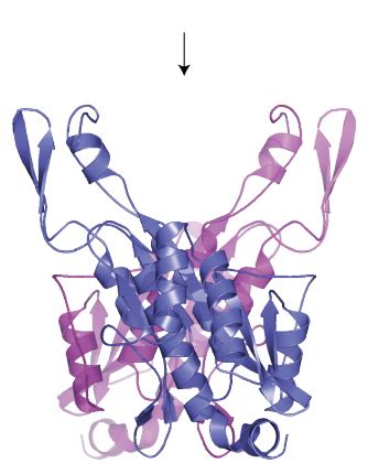 Central Dogma: Proteins Flashcards | Quizlet