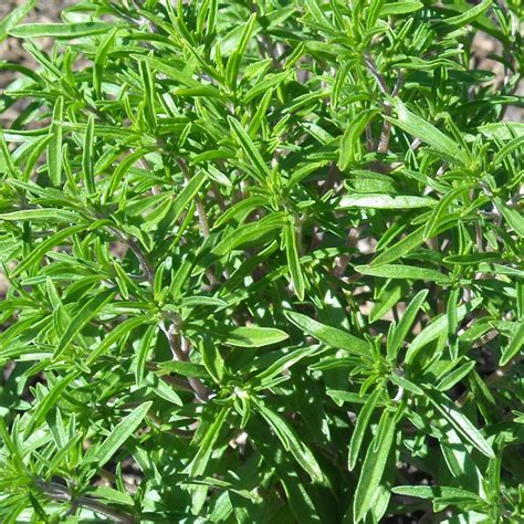 Satureja hortensi 'Savory Summer' | Buy Herb Plants