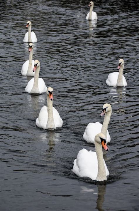 Swan formation stock photo. Image of swans, wildlife - 102477770