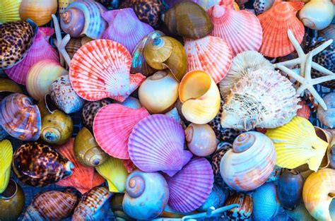 Colorful Sea Shells | Sea shells, Beach print, Hippie decor