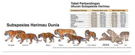 Tiger Subspecies Comparison