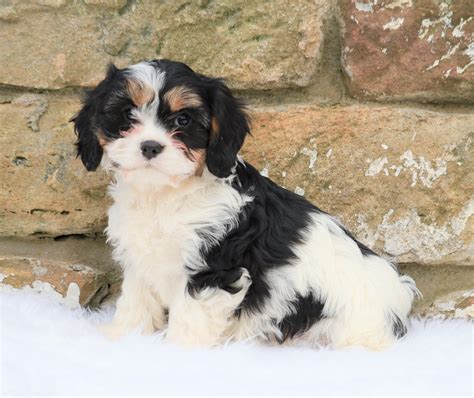 Cavachon Puppy For Sale Fredericksburg, OH Female- Sophie – AC Puppies LLC