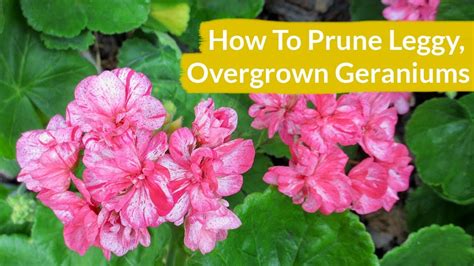 How To Prune Rose Geranium