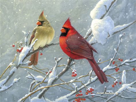 Cardinals in Snow Wallpaper (50+ images)