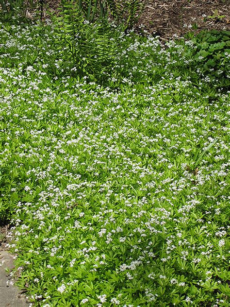 Sweet Woodruff (Galium odoratum) in Denver Arvada Wheat Ridge Golden ...